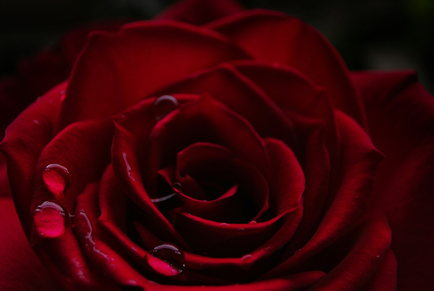 红玫瑰与白玫瑰,电影中的情感纠葛与人生启示