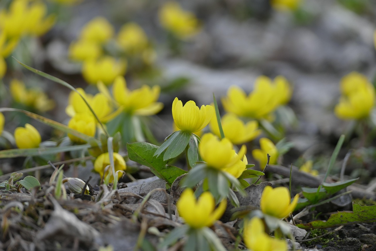 五月的鲜花演员阵容介绍