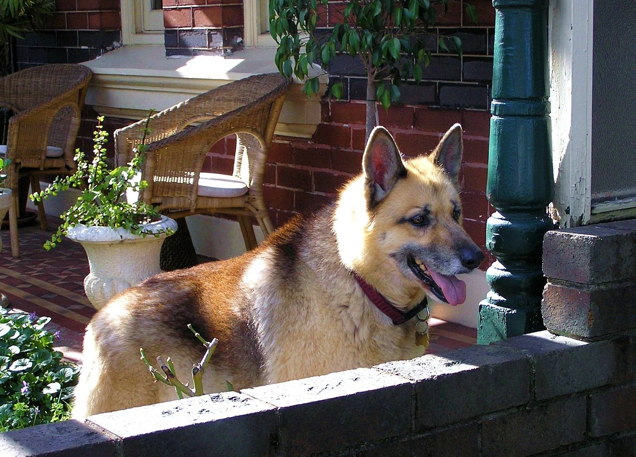 缅北果敢地区战事最新动态,深度分析与观察