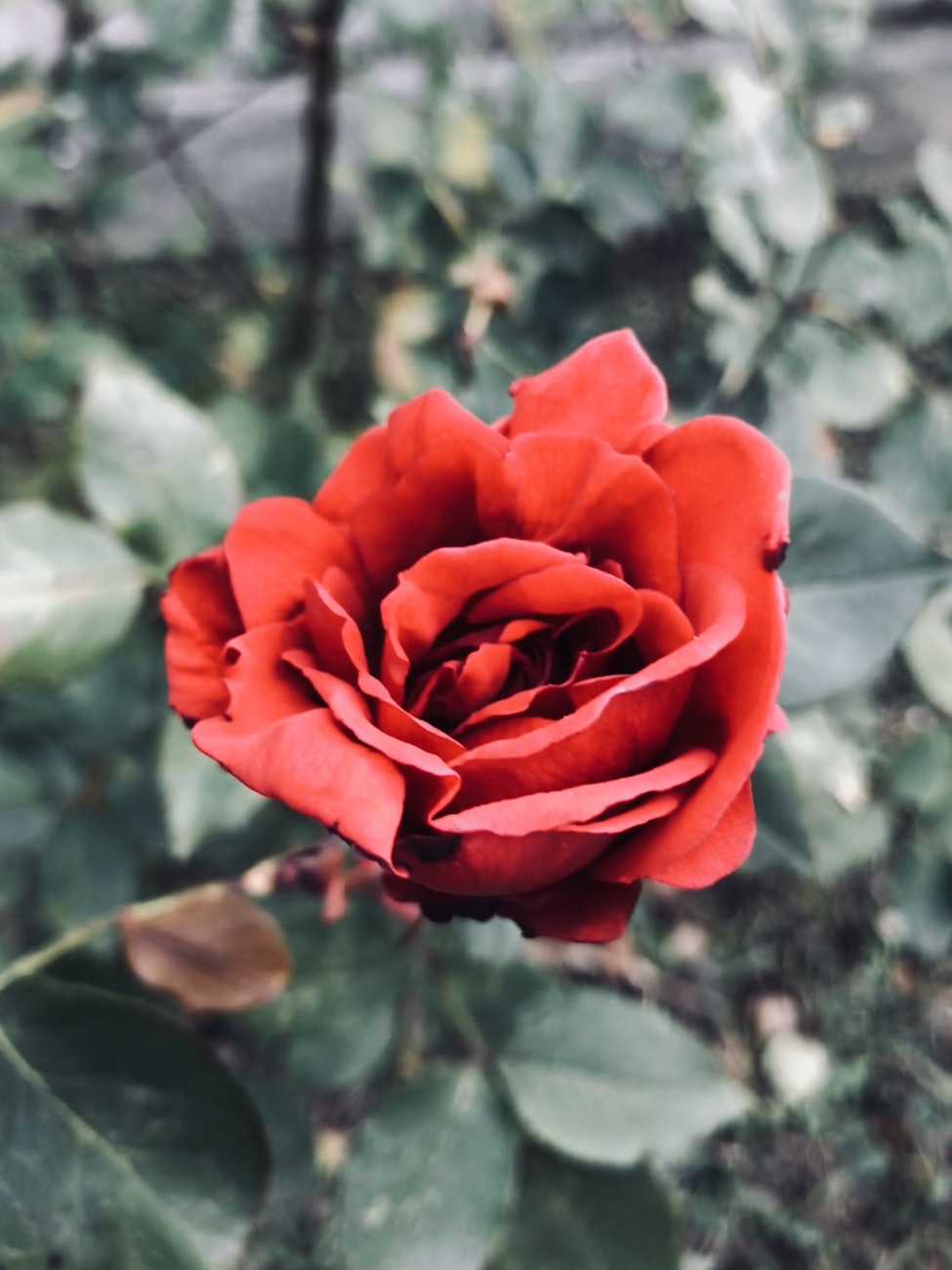 苹果12最新资讯揭秘，引领科技潮流的新动态