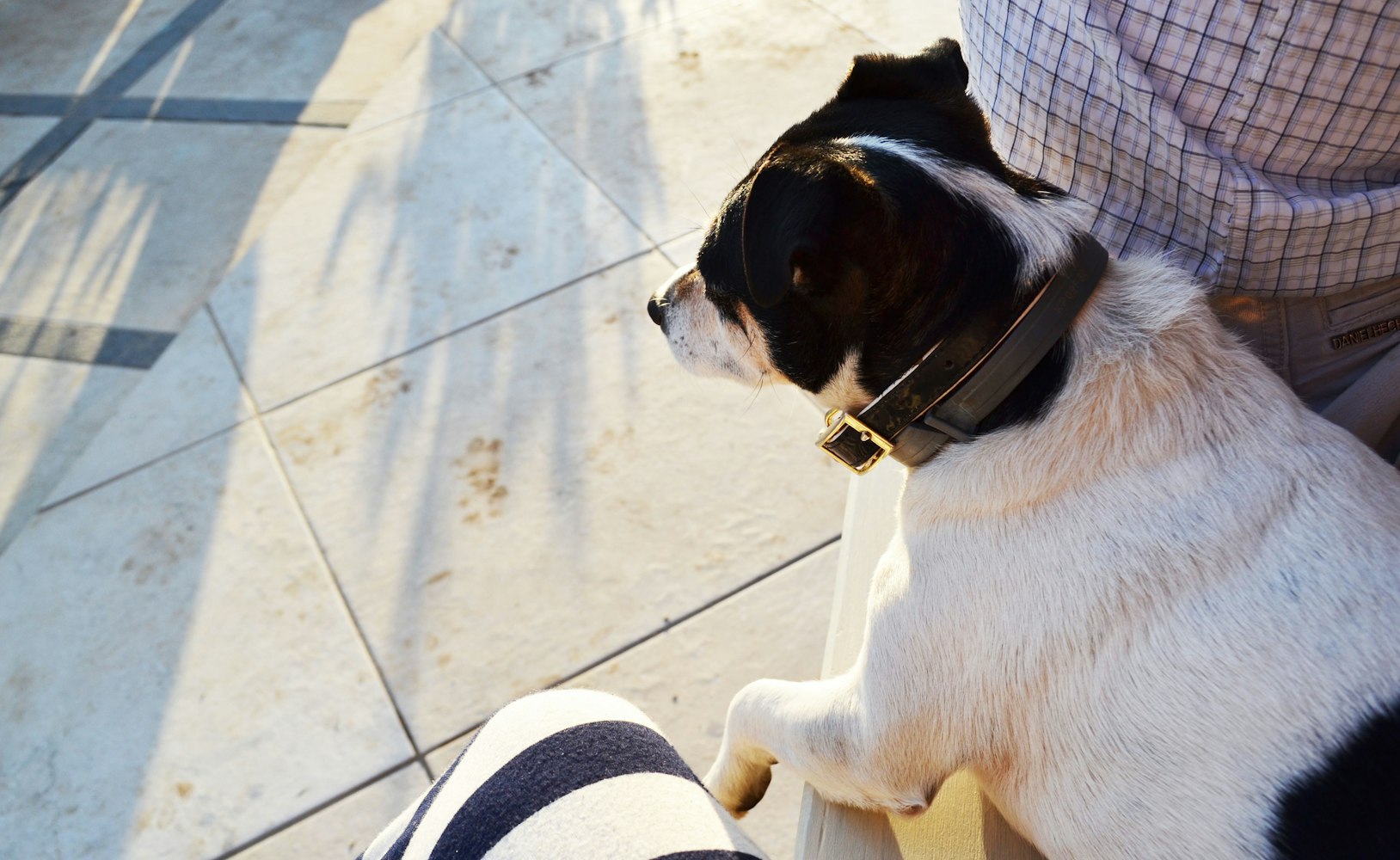 最新猪视频,探索畜牧业的新视界