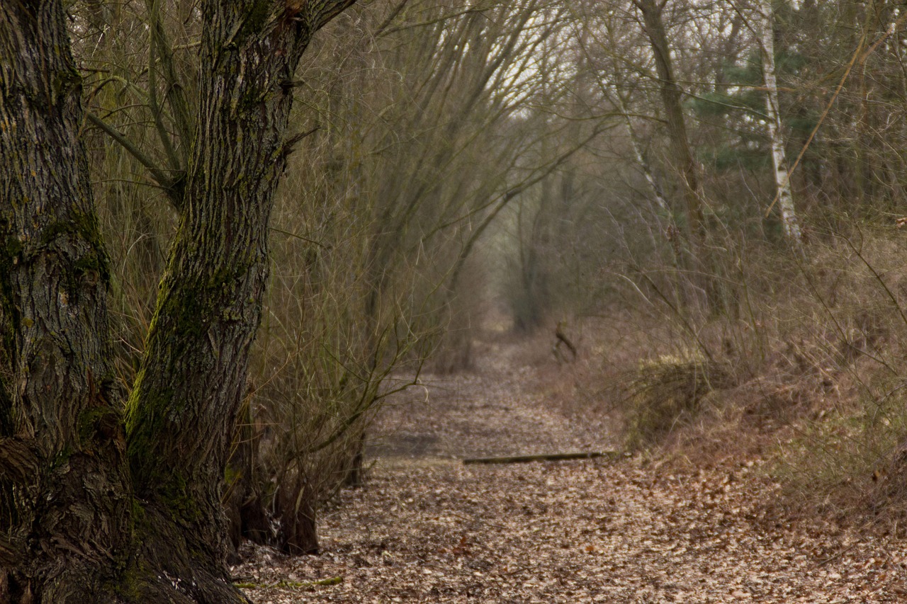邳州大蒜最新行情分析,市场动态与价格走势揭秘