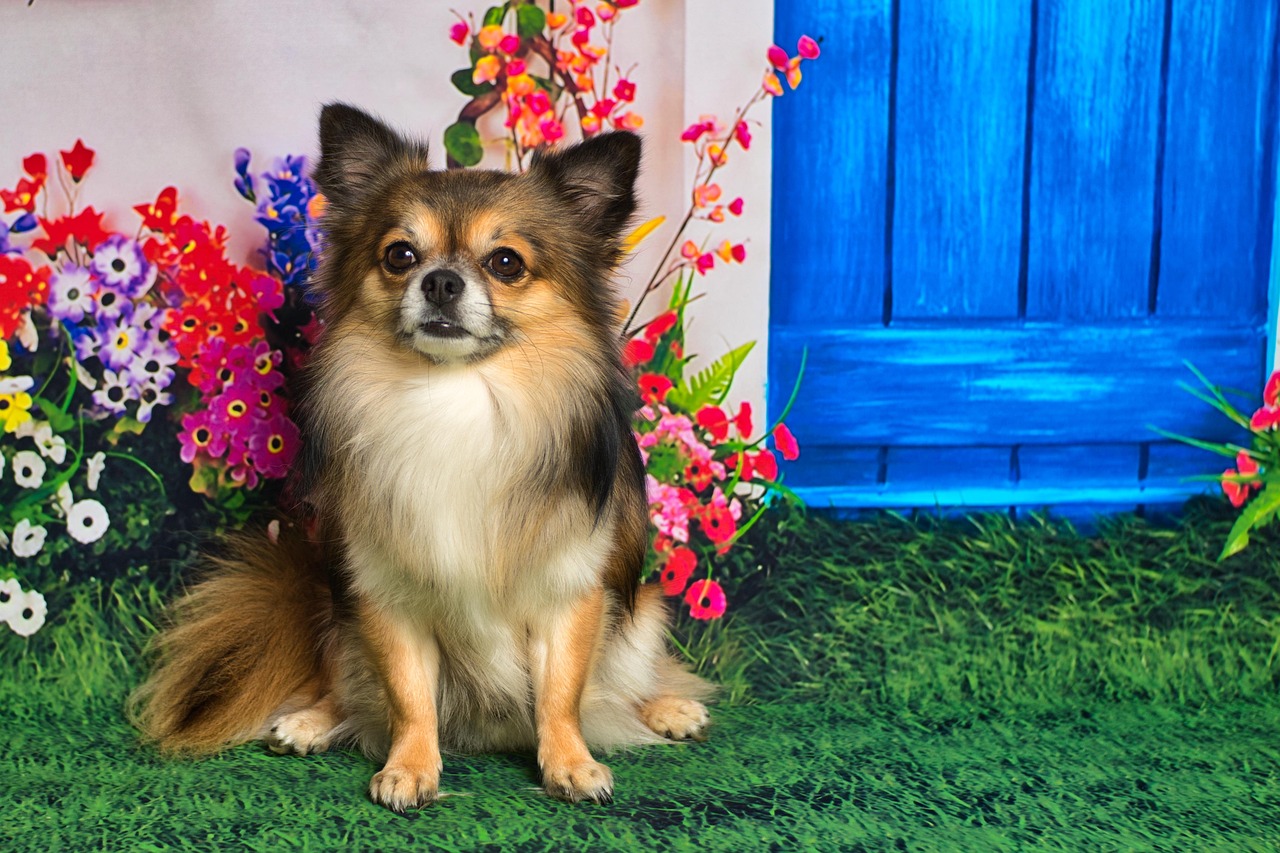 小猫竞技精彩瞬间,赛场上的小英雄风采