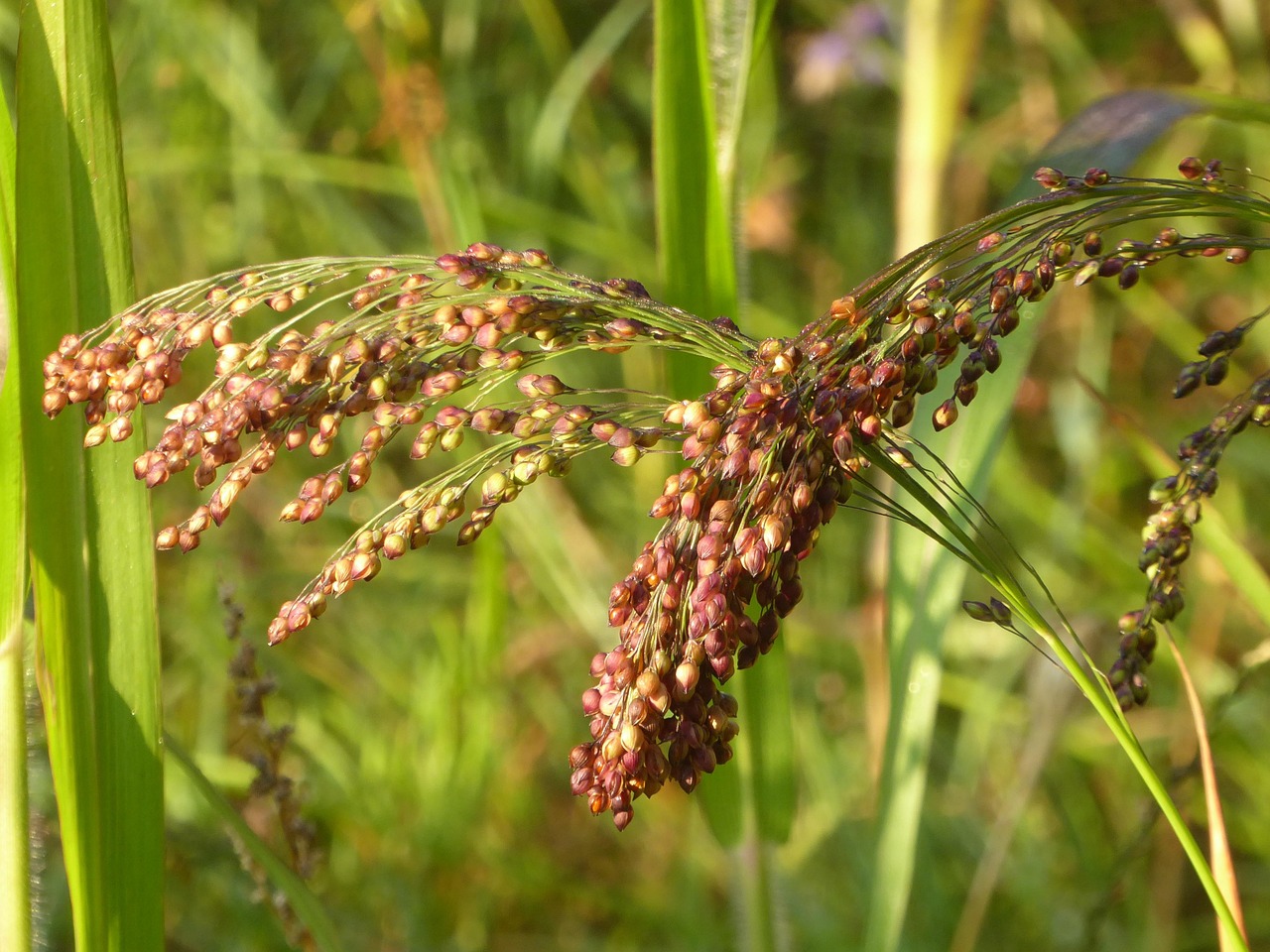 最新绿豆批发价格行情及深度分析