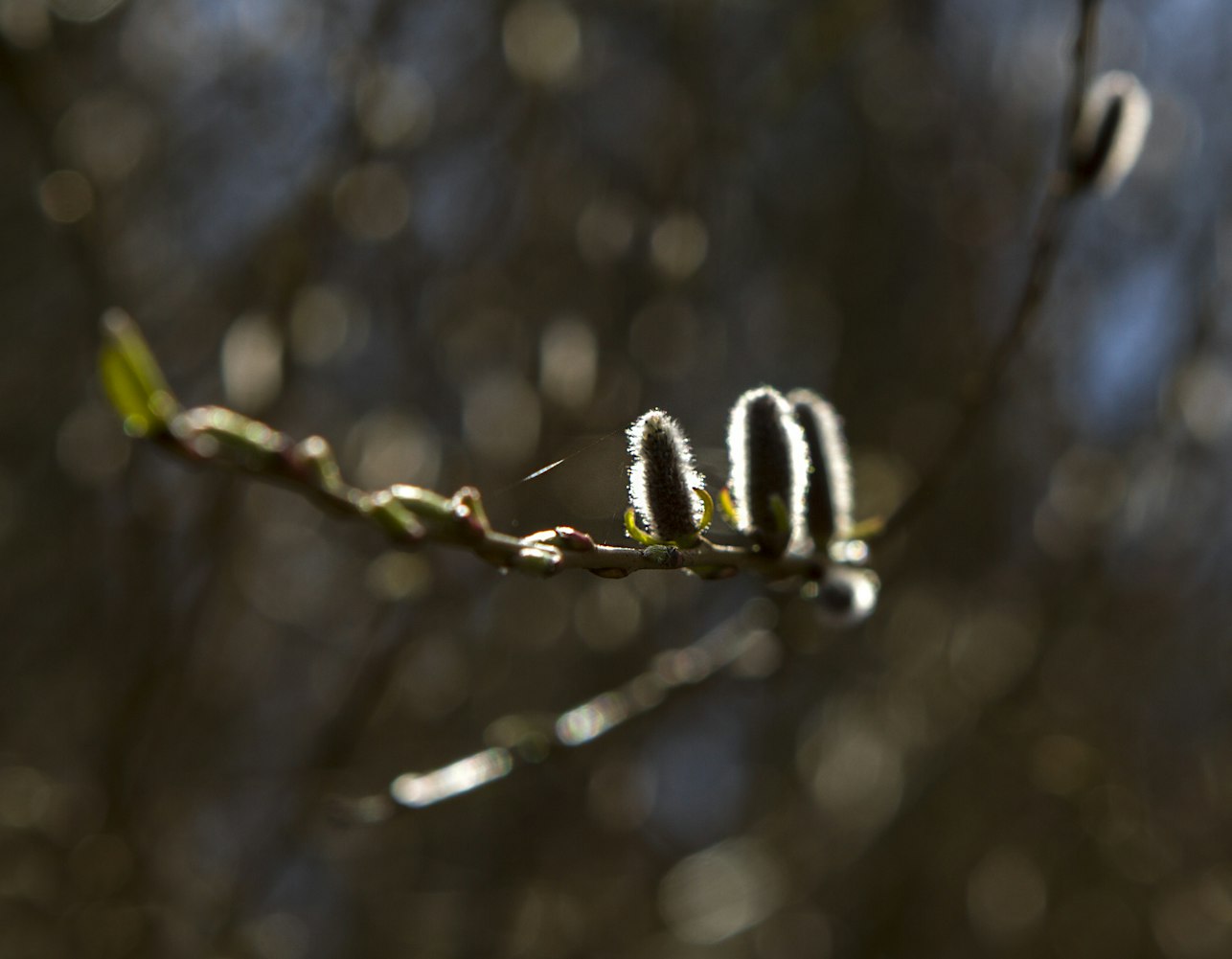 光谷悦城二期最新动态揭晓,未来生活新篇章开启