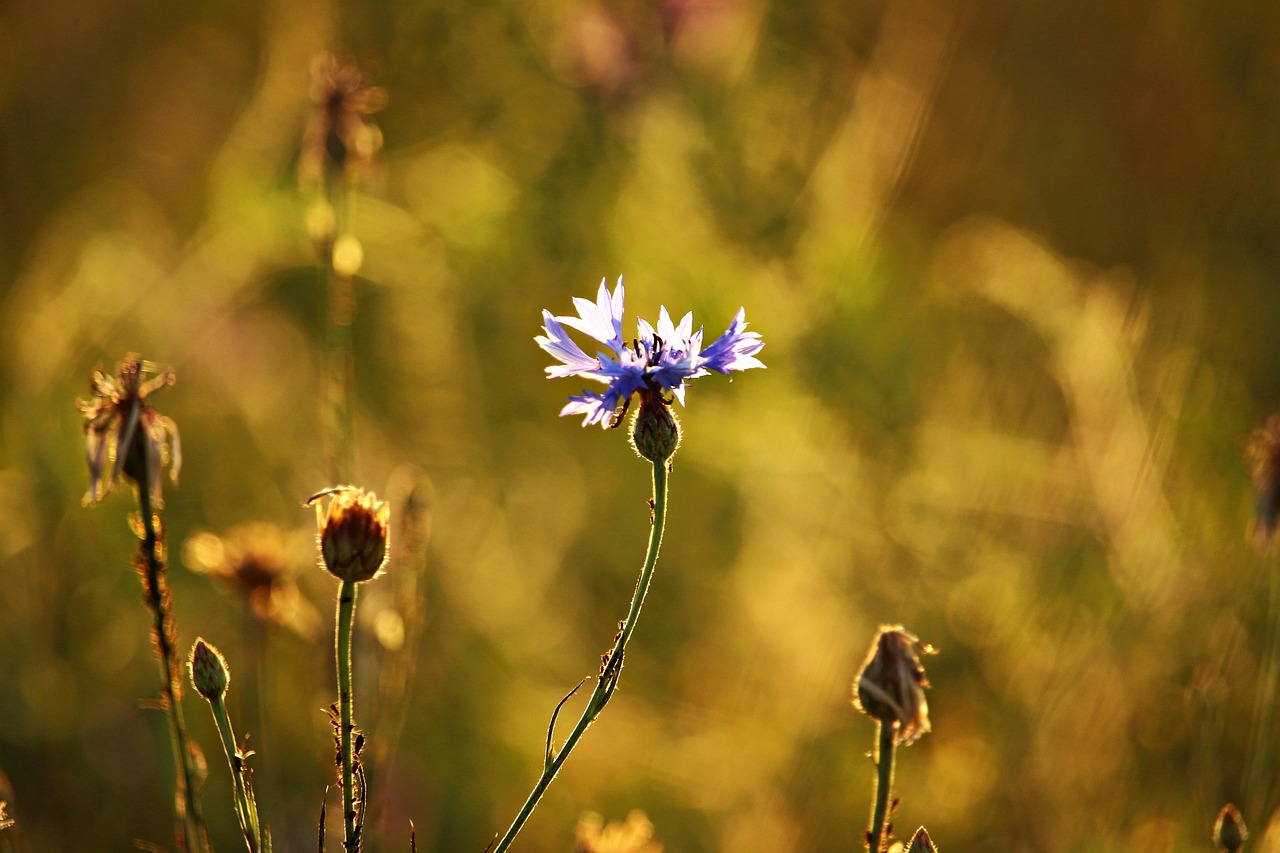 最新誓月情感故事,缘分与坚持的深情交织