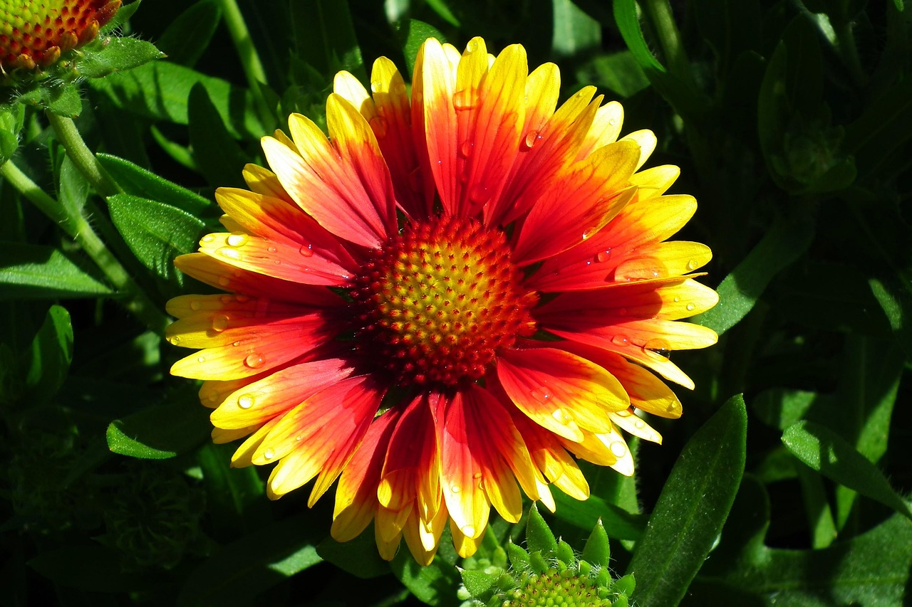 重塑媒体与娱乐产业未来,最新云播动态概览