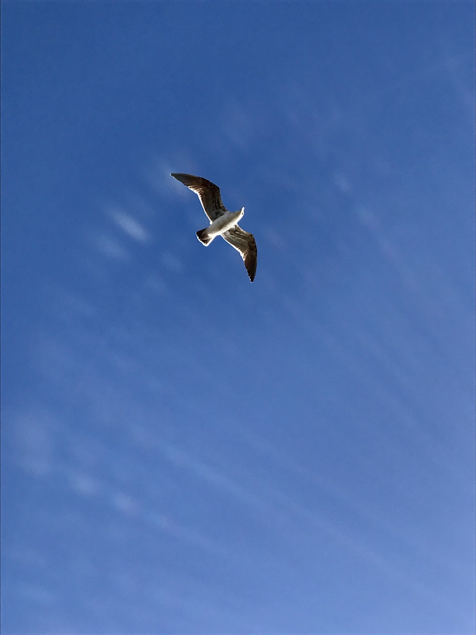 全民飞机最新宠物青龙神秘亮相,空中伙伴的魅力揭秘