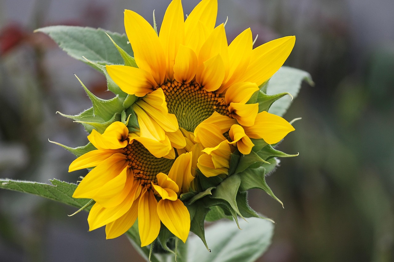 张柏芝最新动态,荧幕之外的光彩依旧闪耀不止