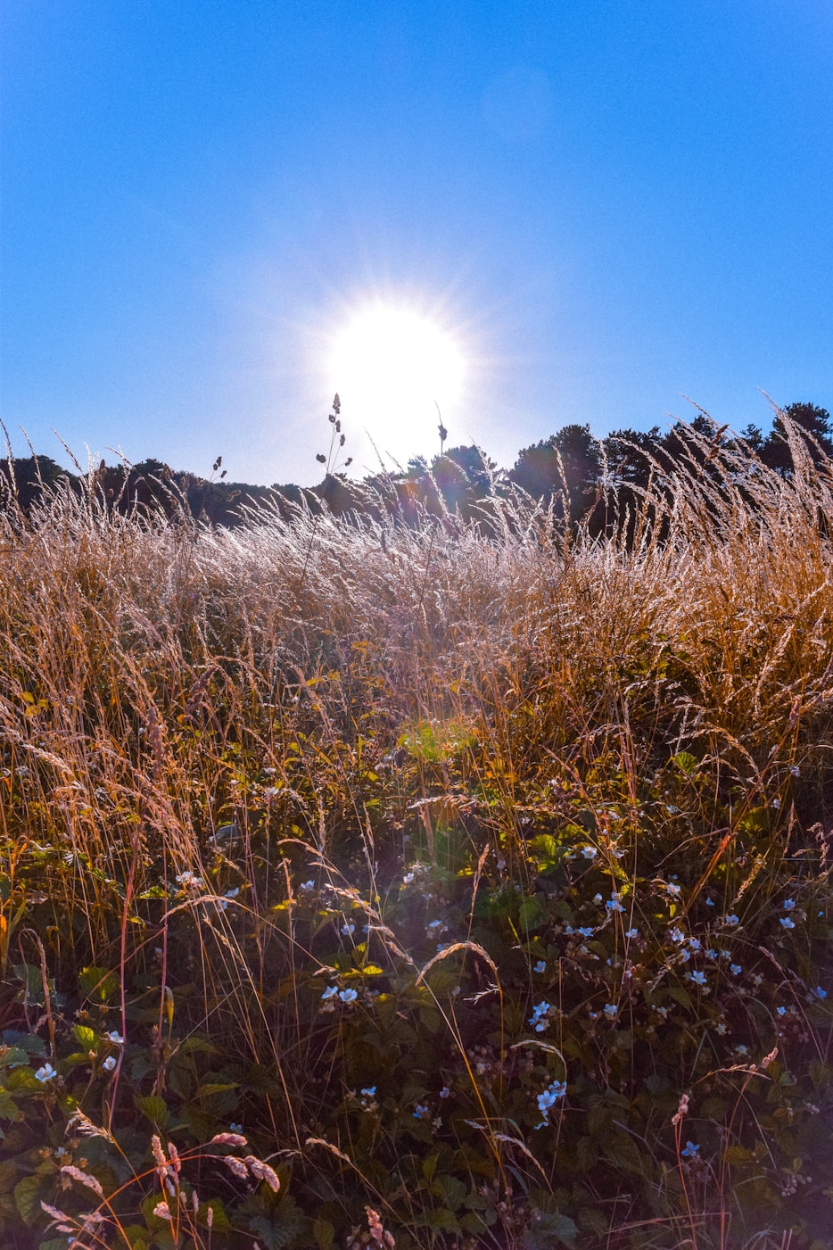 苹果公司股票投资视角,市场动态与股票分析
