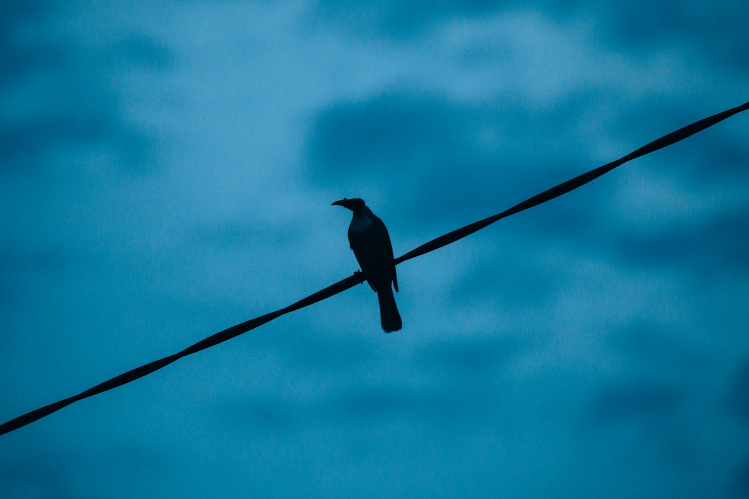 动漫乌鸦,神秘魅力的象征与文化独特展现