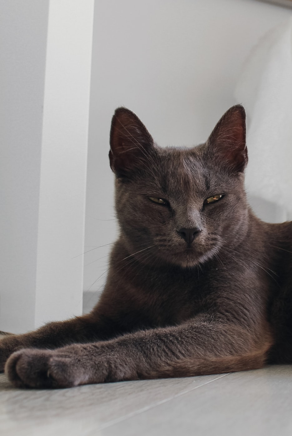 凯竹动态更新,引领技术革新,塑造未来之光之星