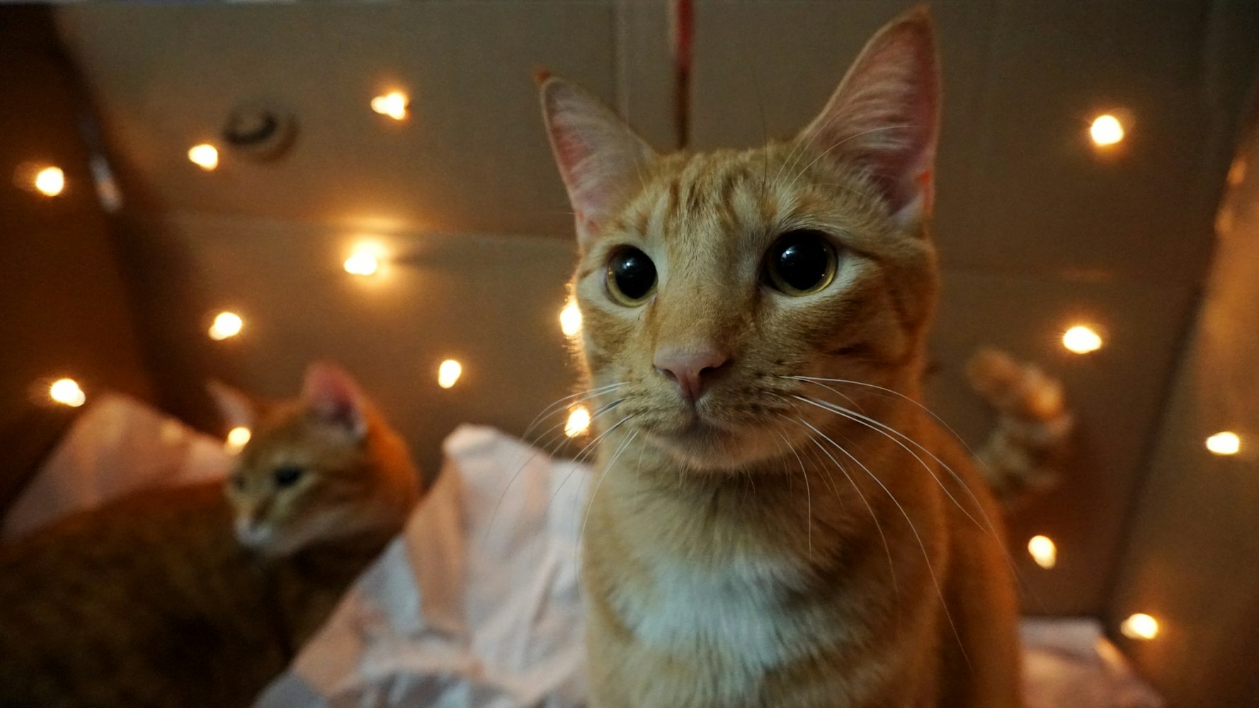 梦幻之旅的启示,可爱的萝拉电影