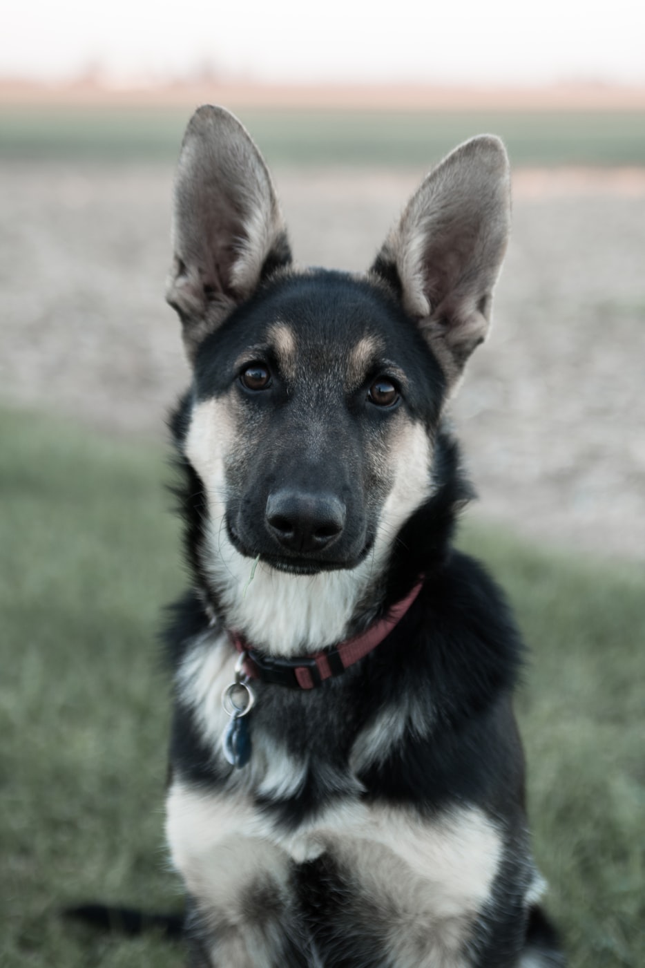 重庆领养资讯,探索宠物领养的新世界之旅