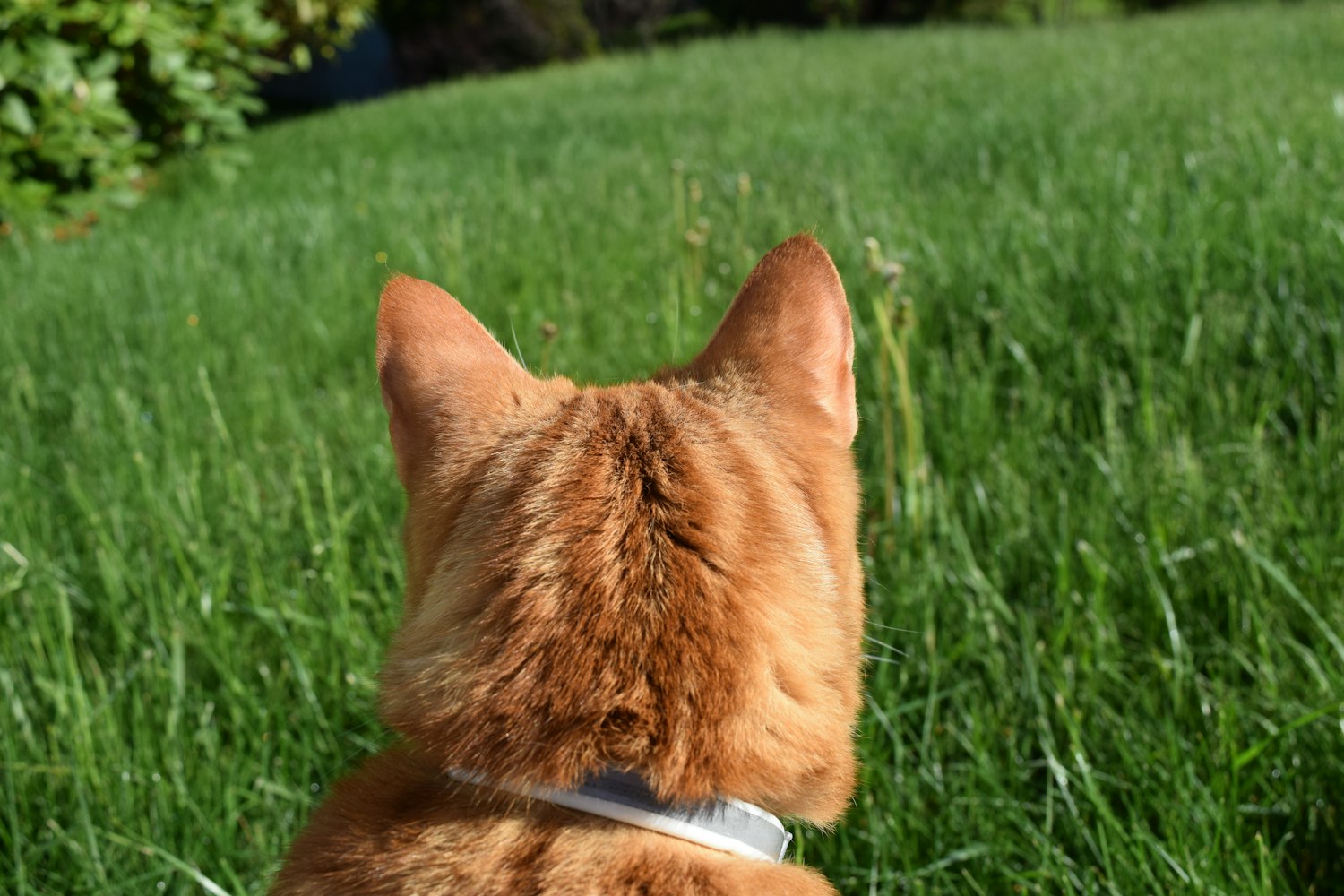 重庆领养资讯,探索宠物领养的新世界之旅