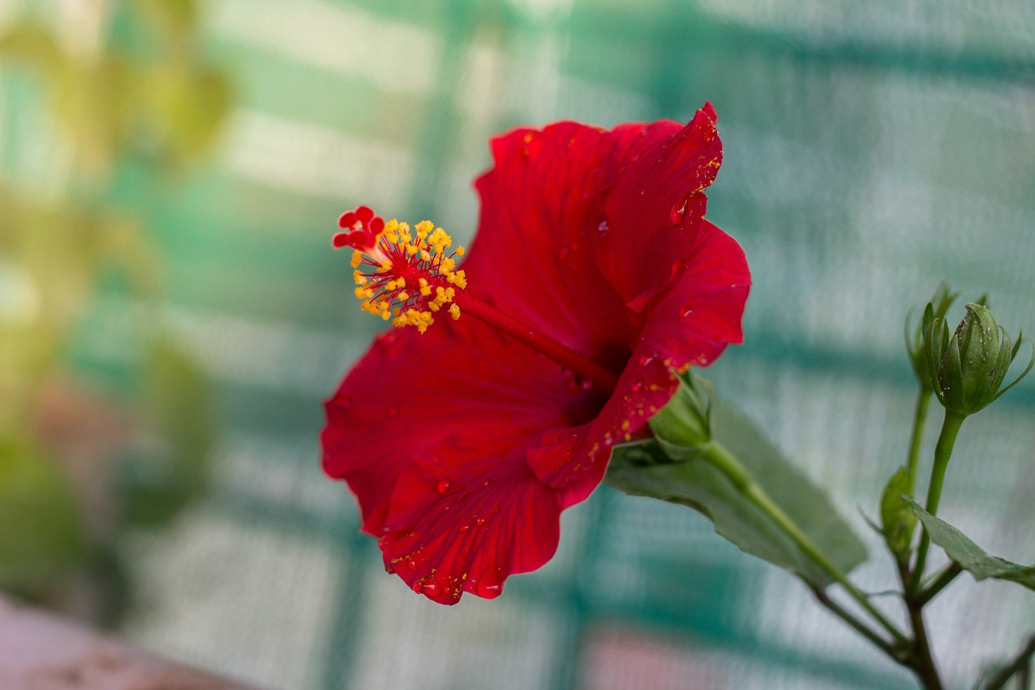 石建军新浪博客更新动态,探索与分享的无尽之旅