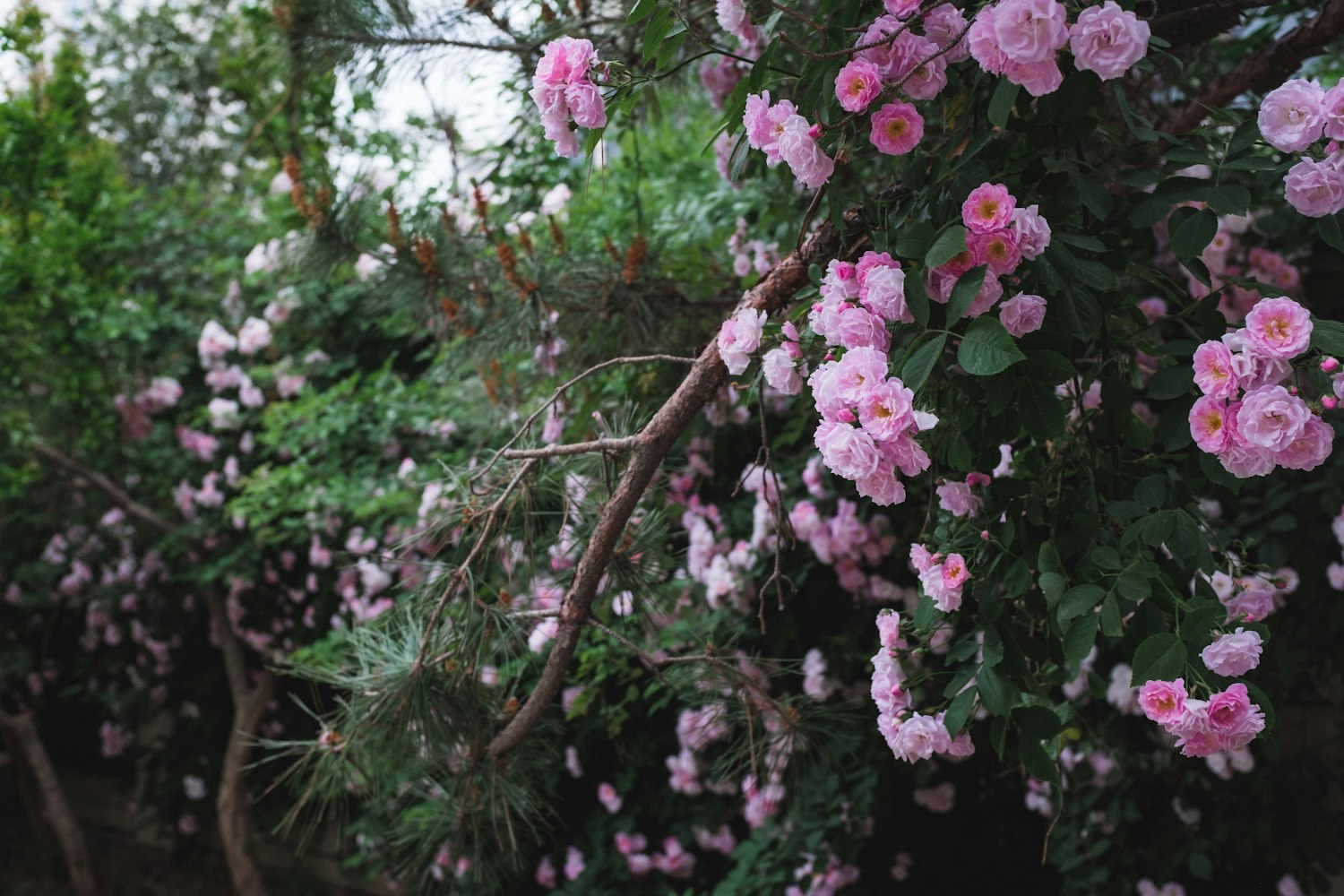探索未知，揭秘最新经典植物之美