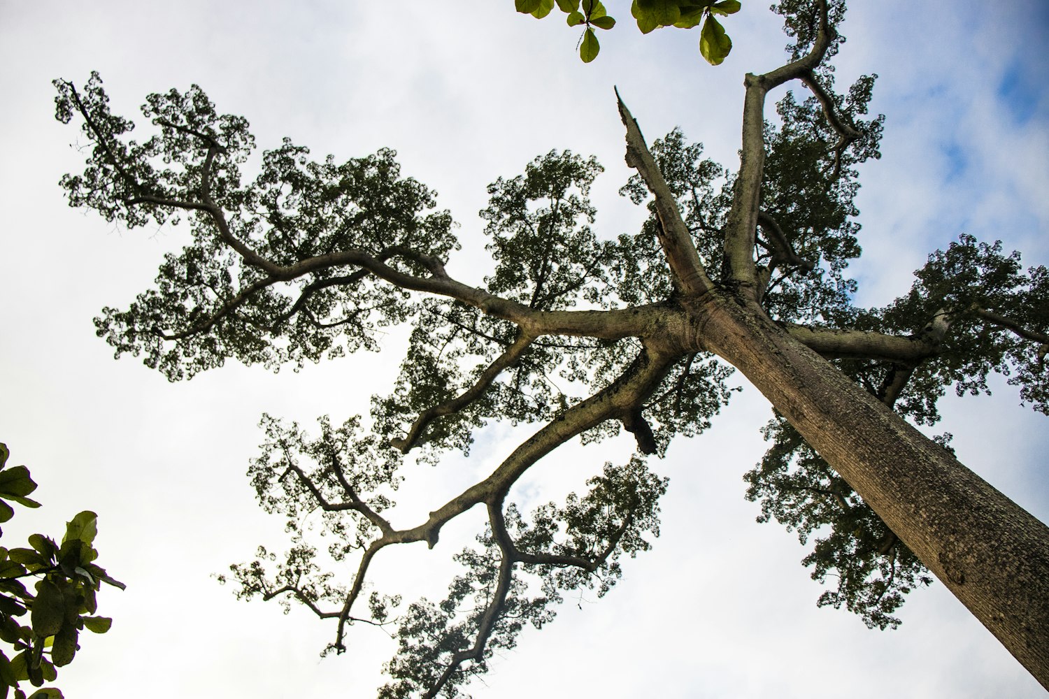 城市绿化与环境改善,园林办最新通知详解