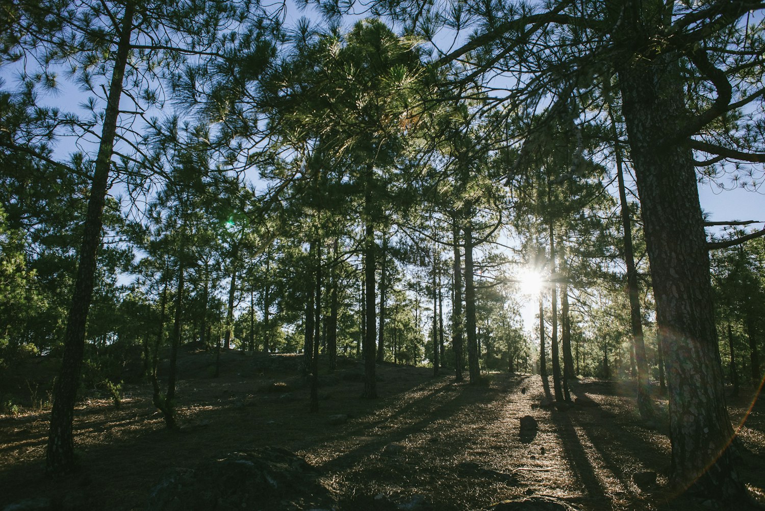 最新花艺课程,探索美的艺术之旅之旅