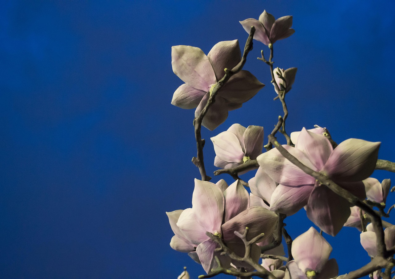 最新花艺课程,探索美的艺术之旅之旅