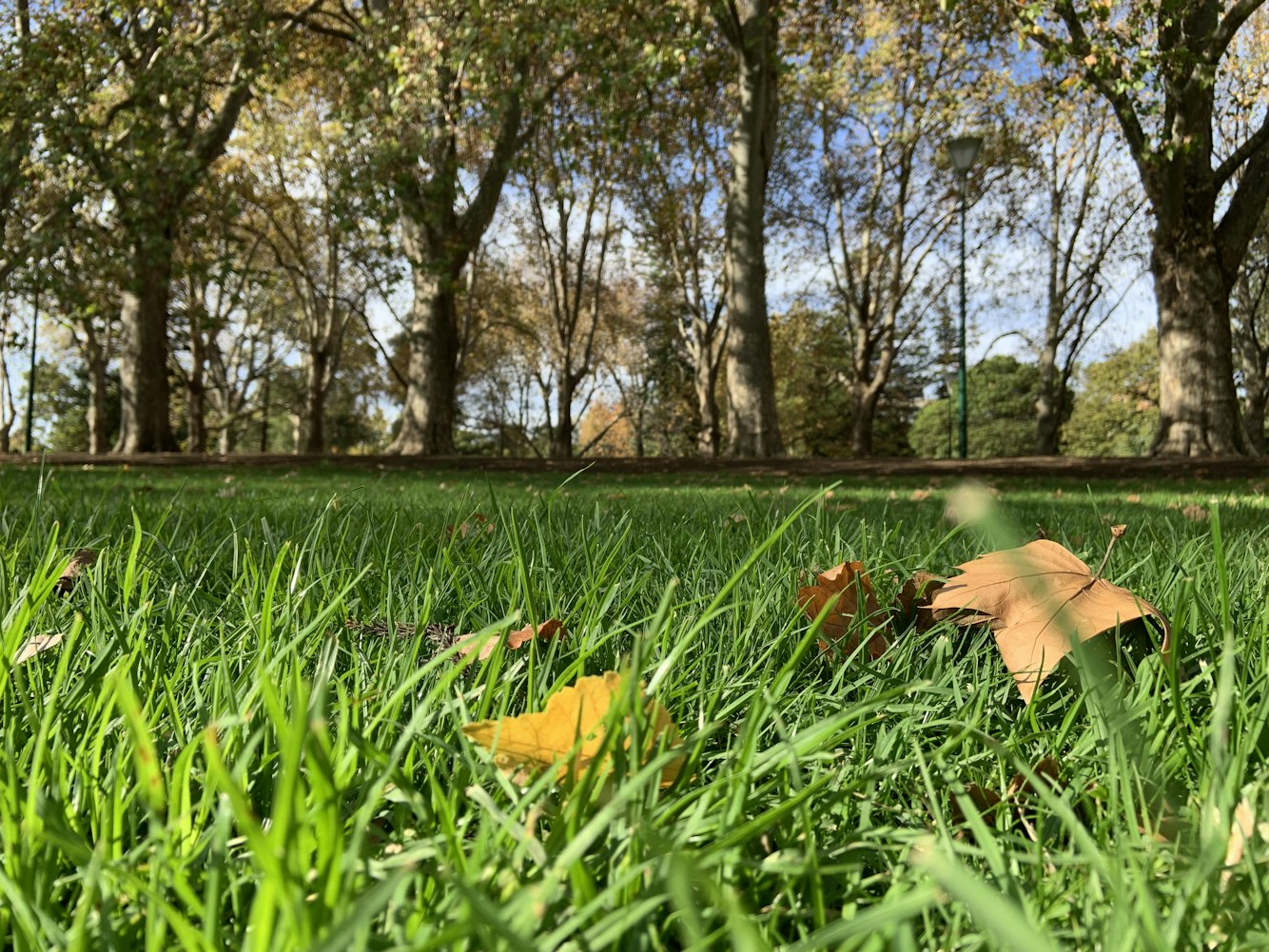 动漫枫叶图片,情感与故事交织的视觉盛宴