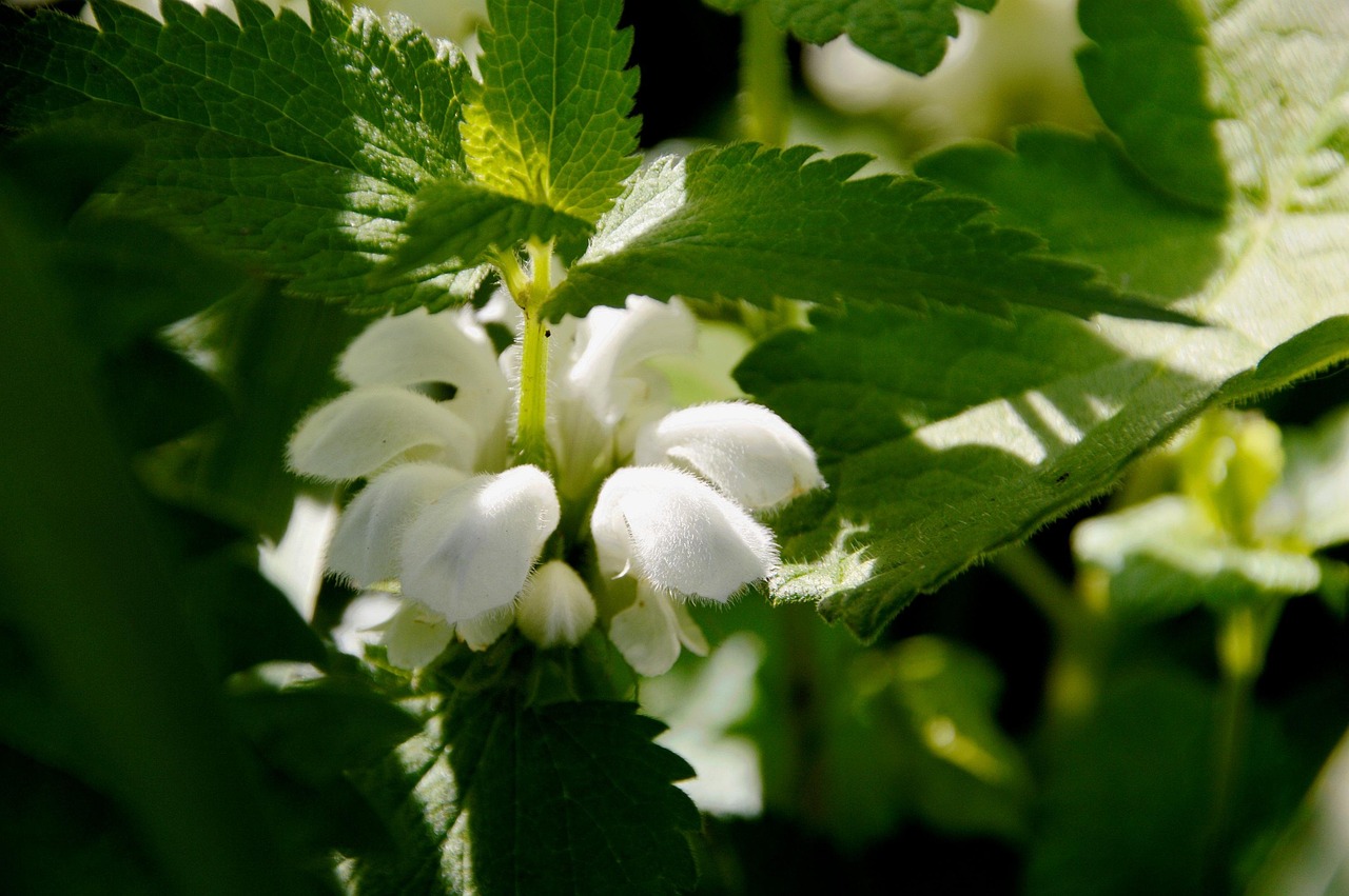 深入理解病毒扩散机制与应对策略,病毒传播动态分析