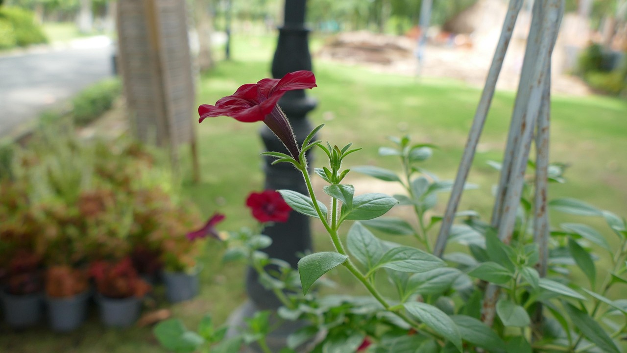 红珍酒价格查询及市场趋势深度解析，价格动态与市场走向的双重解读