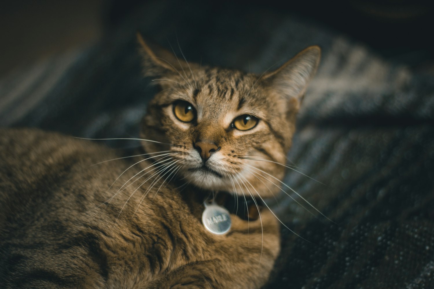 快猫最新地址探索与分享指南