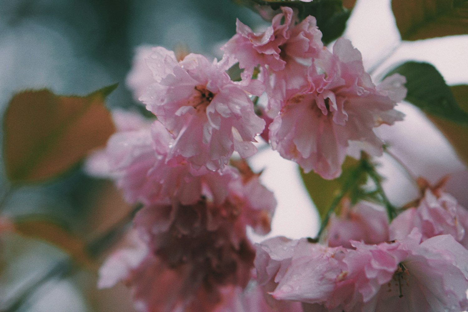 樱萌子最新动态揭秘,神秘面纱下的新篇章开启