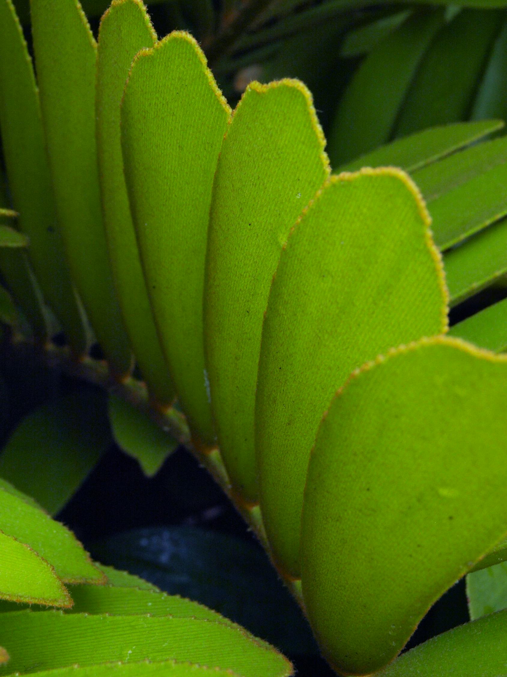 最新林园动态，探索自然之美与持续发展的和谐融合