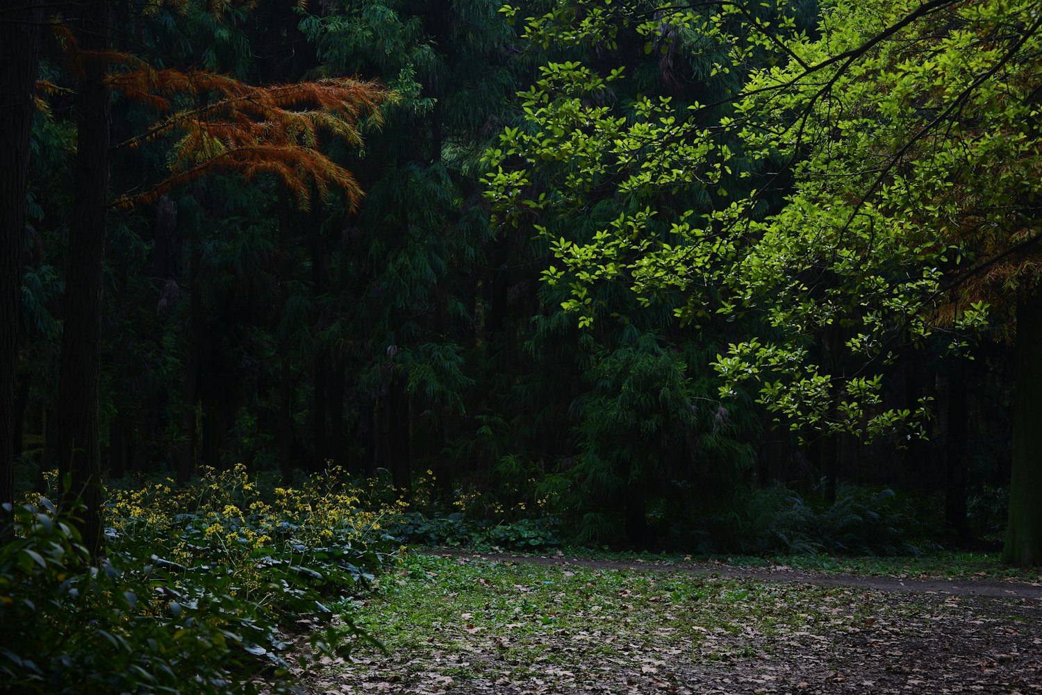 乡村邂逅最新更新，探索乡村变革与魅力的新篇章