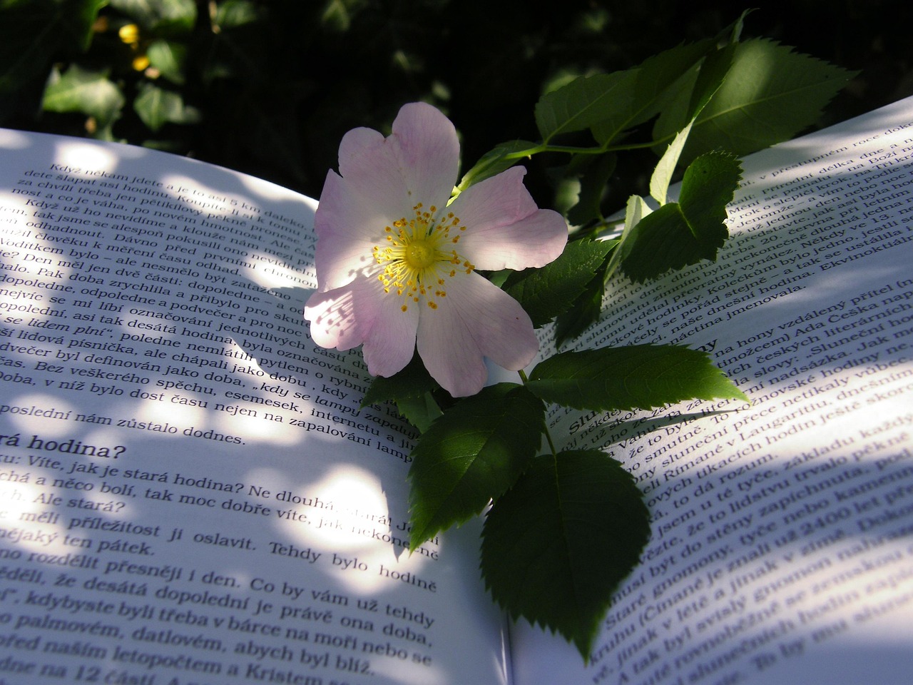青春成长与爱情的多维解读，蜜桃女孩电影深度解析