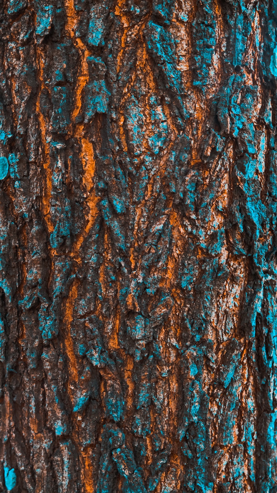 潮流发色新趋势,探索未来色彩美学的魅力