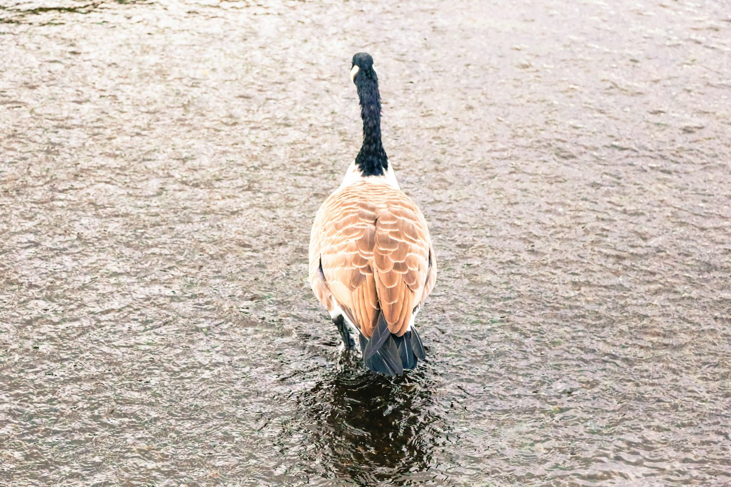 力丘河水电站进展顺利，最新动态揭示未来可期