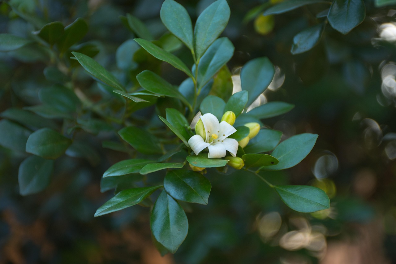 国隆花园最新房价动态及市场趋势预测分析