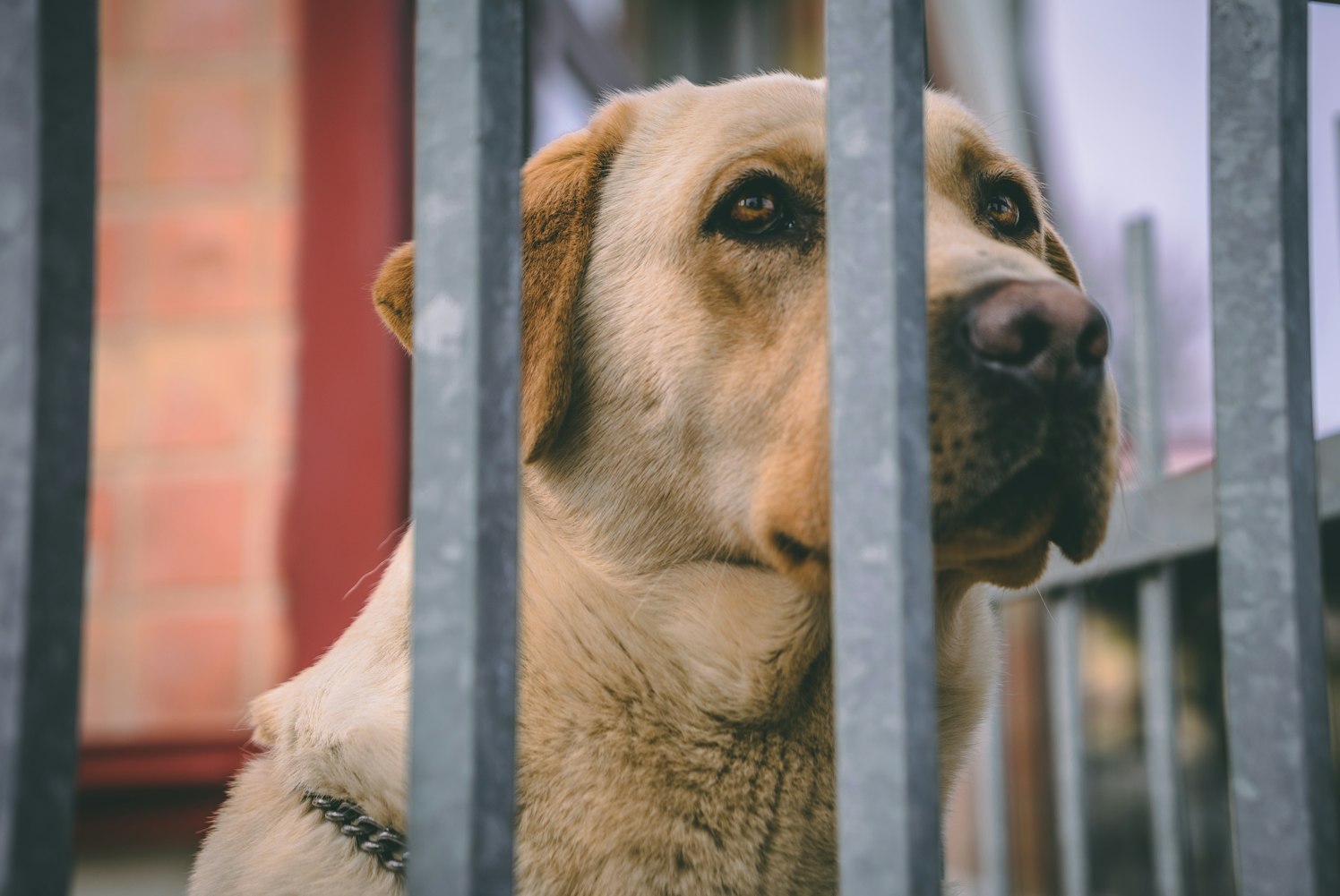 泰迪时尚造型大赏，潮流趋势与创意灵感展现