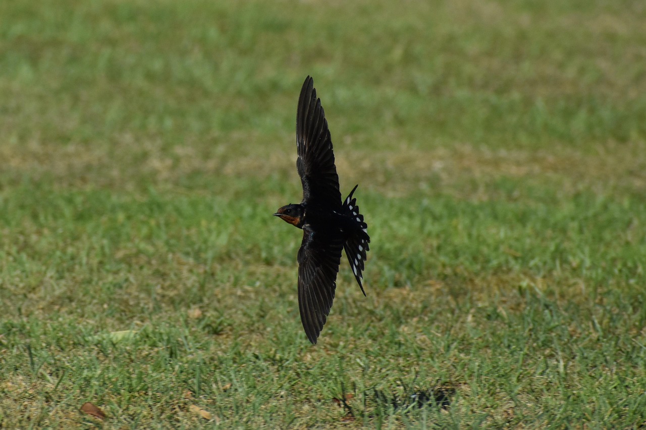 最新捕鸟设备，科技与自然界的博弈挑战